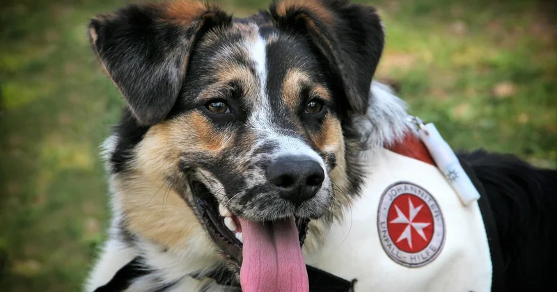 Détection canine : comment se déroule une intervention