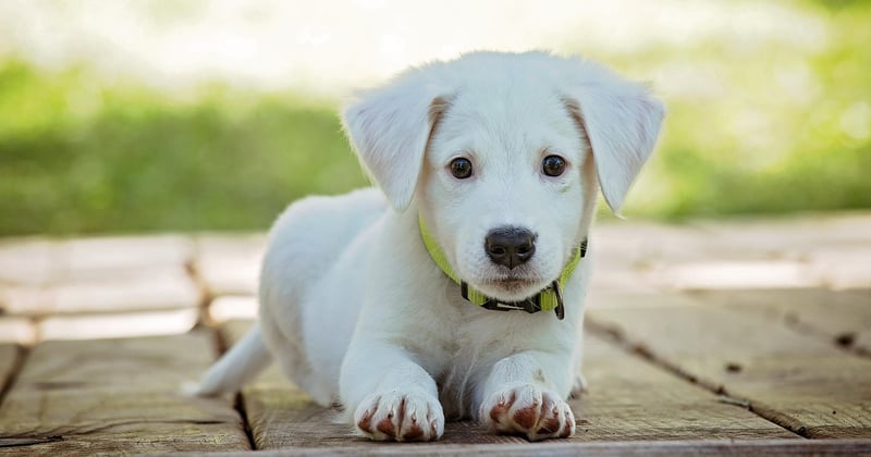 Combien coûte un chien détecteur de punaise de lit ? Prix et budget à prévoir