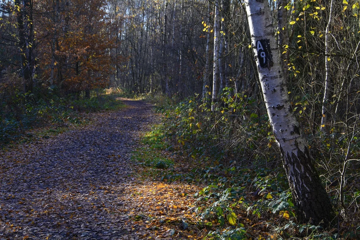 Pourquoi l’humidité remonte-t-elle dans les murs et comment la traiter ?