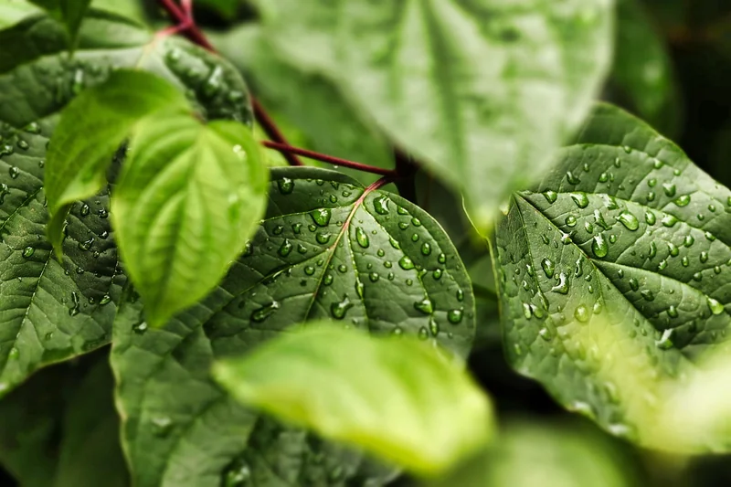 Choisir le bon système : goutte-à-goutte, micro-aspersion ou tuyaux poreux ?
