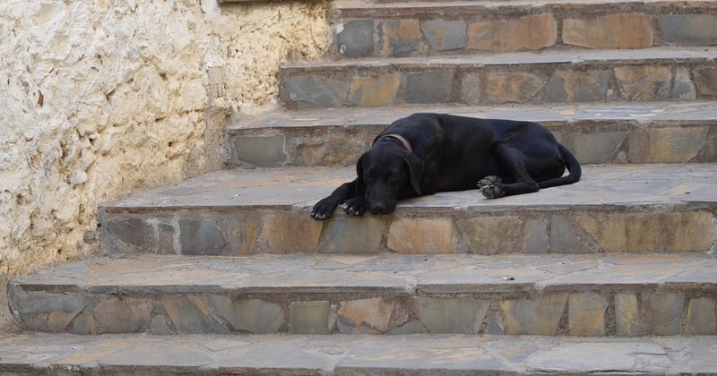 Stannah monte-escalier : prix, comparatif et astuces pour bien choisir