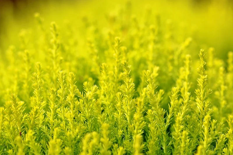 Plantes d’extérieur : les erreurs qui coûtent cher