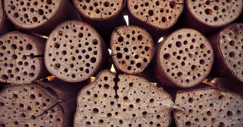 Le problème des insecticides « maison »