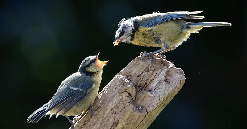 La croissance de la mésange bleue, semaine par semaine