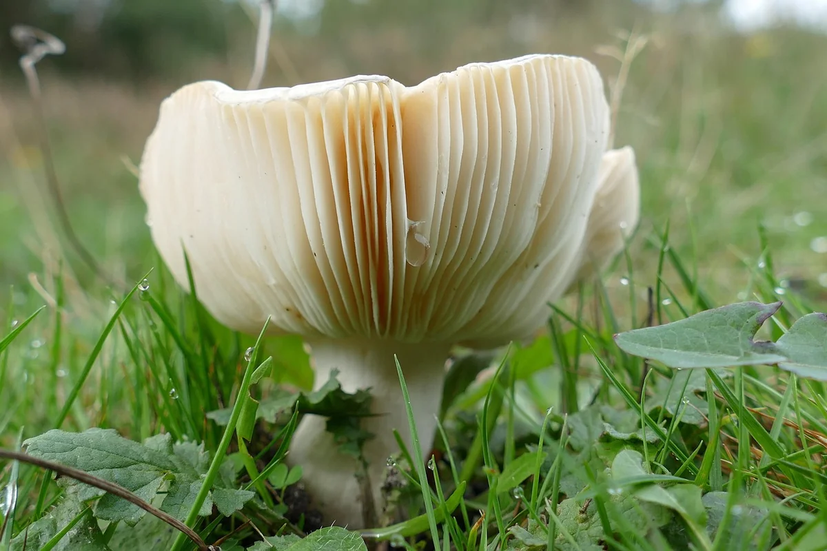 Découvrez le champignon ressemblant à la mérule : guide complet 2026