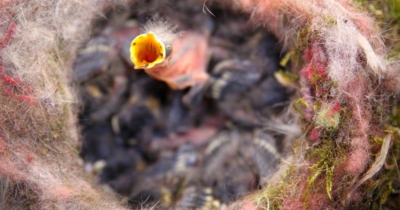 Mésange oisillon : comment reconnaître et aider ce petit passereau