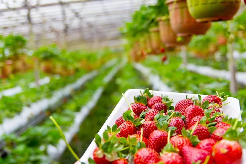 Les conditions idéales de croissance des fraises en 2026