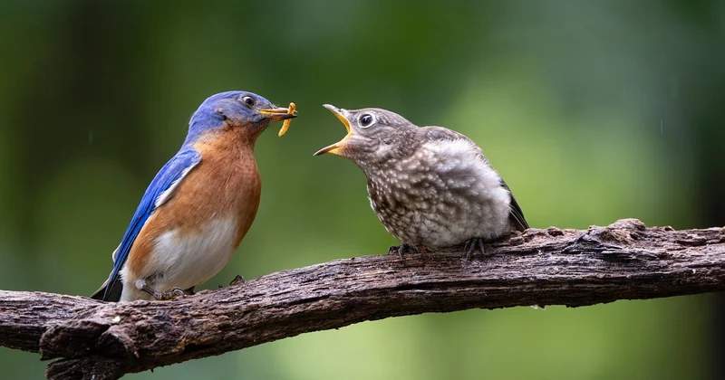 Nourrir un oisillon de mésange : ce qui marche et ce qui tue