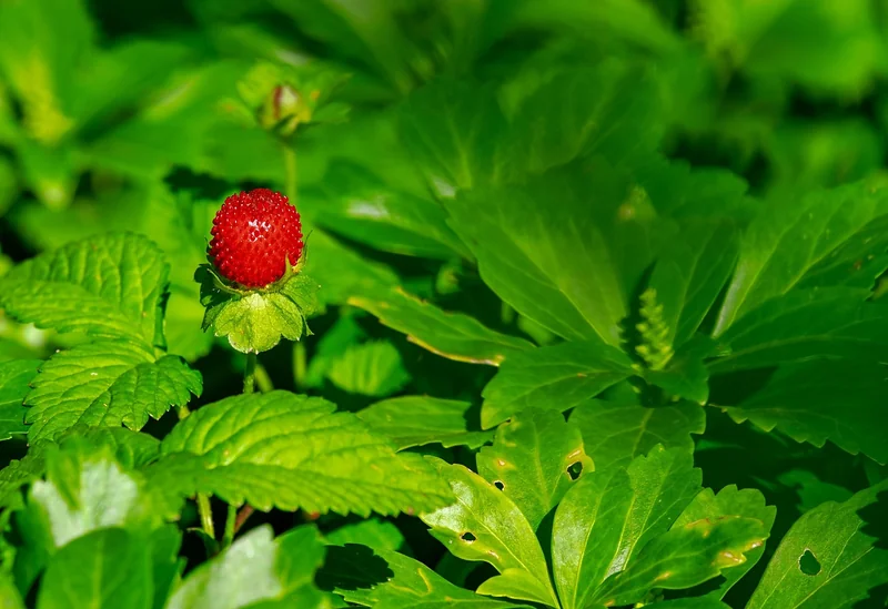 Entretien des plants de fraises : les gestes qui changent tout
