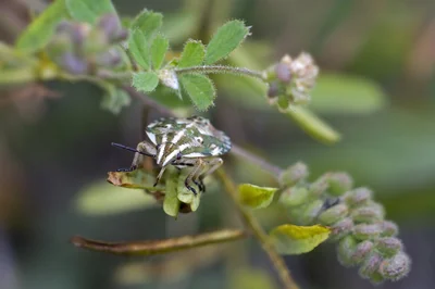 Quels insectes piquent la nuit : guide complet pour les identifier en 2026