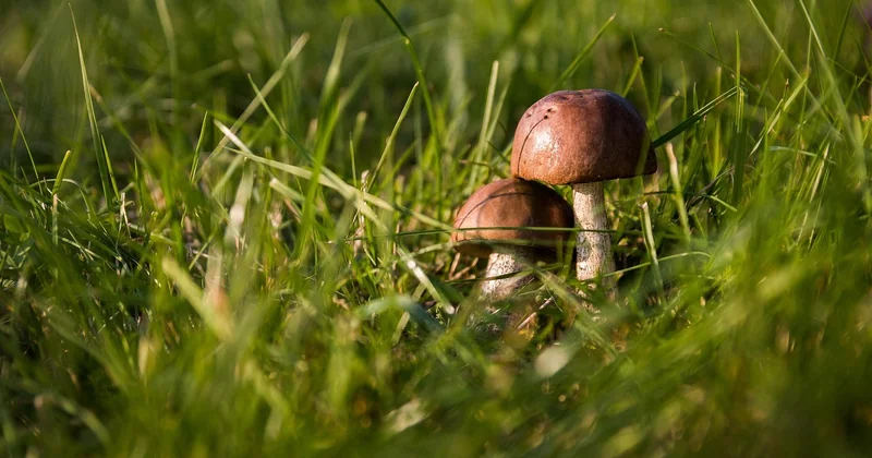 Bolet jaune comestible — mais pas sans précaution